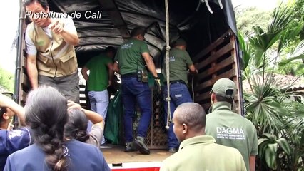 Forças Armadas resgatam leão na Colômbia