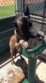Thirsty Doggo Knows How to Use Fountain