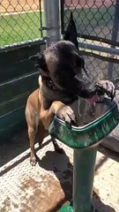 Thirsty Doggo Knows How to Use Fountain