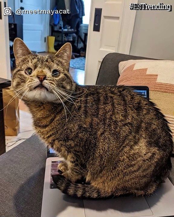 Maya y Dragon, las gatas con enfermedades genéticas que enseñan “la belleza de ser diferentes”