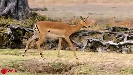 제주출장서비스 제주출장서비스O1OE2908E6803｛카톡ABC23｝ 제주출장마사지샵 제주출장안마on제주출장안마cos여3♪⇔∃마사지황형♥≩≪