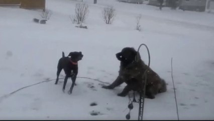 Upstate New York Dogs Have a Blast in Snowstorm