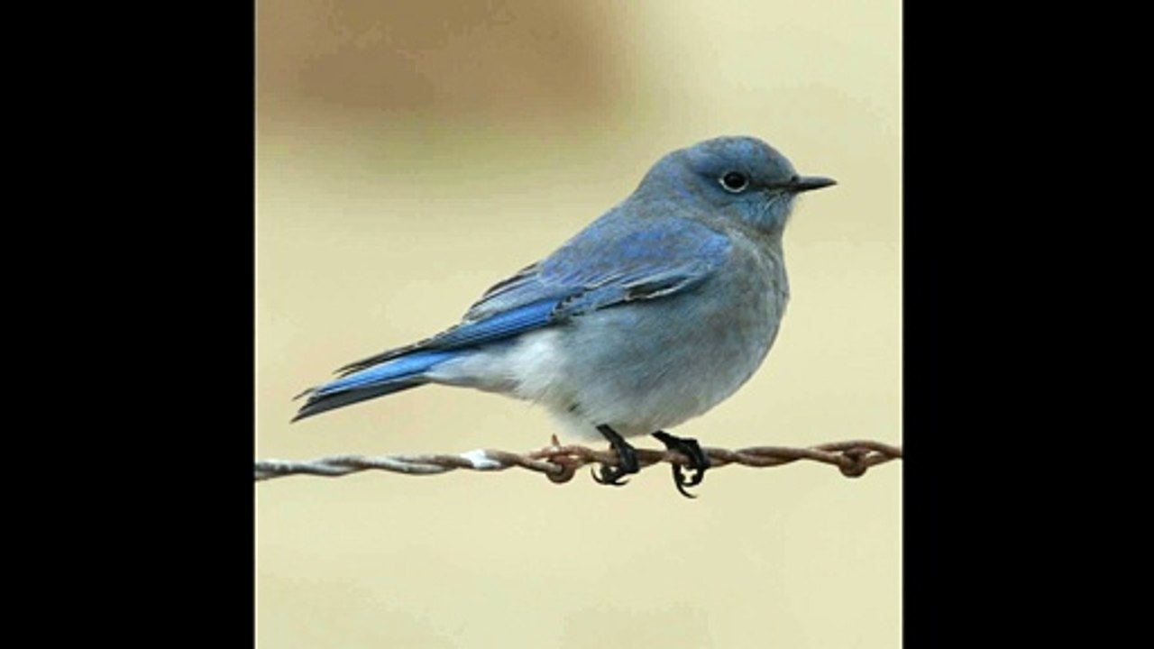 Un Album : 'L'Oiseau bleu' (1/2)