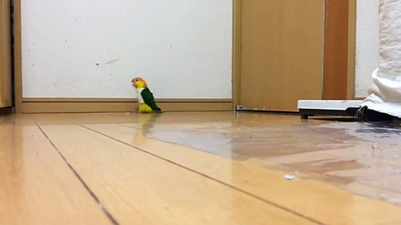 funny parrot stomping around Funny Video