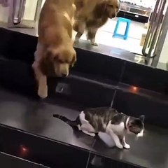 dog breaks up cat fight Funny Video
