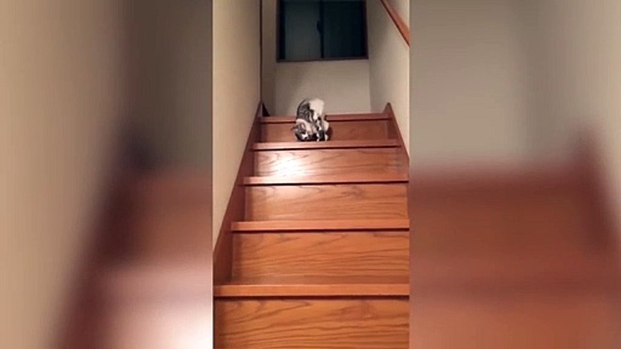 Lazy Cat Down the Stairs Funny Video
