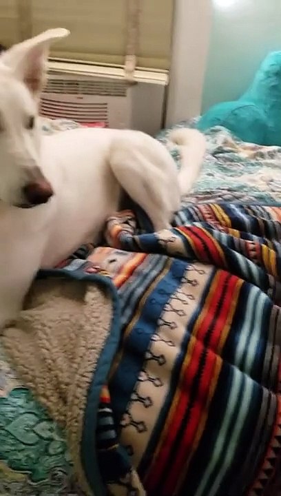 Dog cannot resist singing along to his favorite song Funny Video