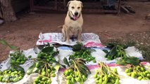 Cute Doggo Sells Mangoes At Market