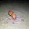 Une pieuvre s'enfonce dans le sable