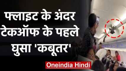 Ahmedabad to Jaipur आ रही  Flight के अंदर घुस गया Pigeon, देखकर हैरान रहे गए यात्रि | वनइंडिया हिंदी