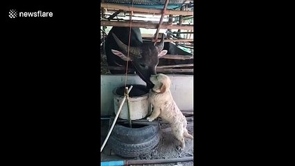 Too cute! Buffalo and golden retriever puppy in rare display of affection