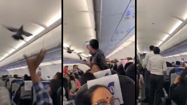 VIDEO: अहमदाबाद से जयपुर जाते हवाई जहाज में उड़े कबूतर, लगेज सेल्फ के अंदर बैठे थे