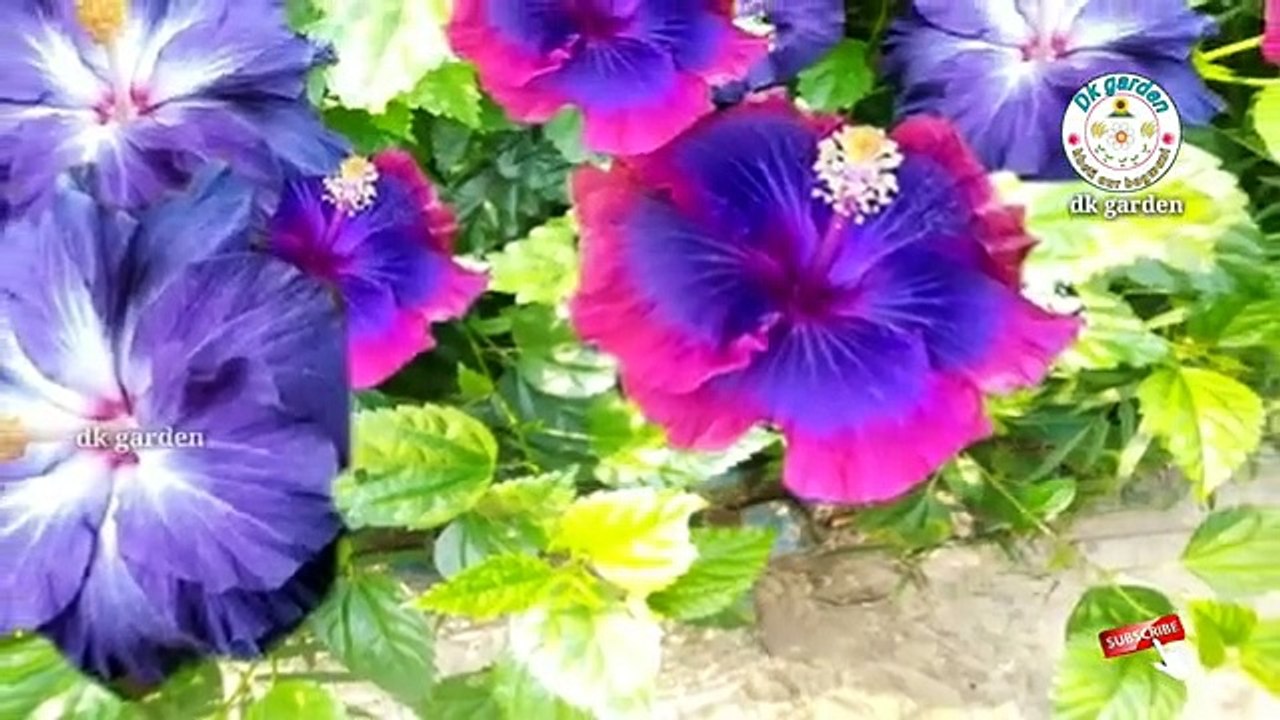gudahal_ke_phool_ko_gamale_mein_kaise_lagaaya_jaata_hai.(360p)
