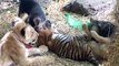 Lion cub, tiger cub and puppies playing together