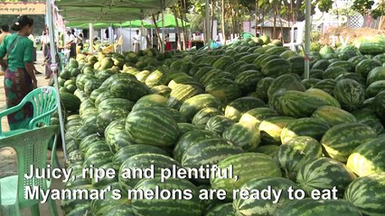 Coronavirus business dip prompts Myanmar's first melon festival