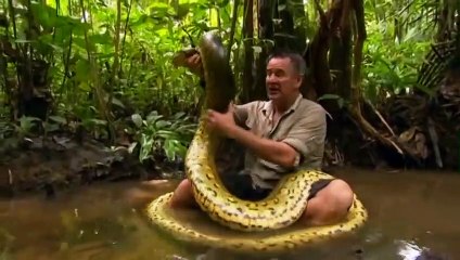 Ce reporter se jette sur un anaconda pour l'attraper