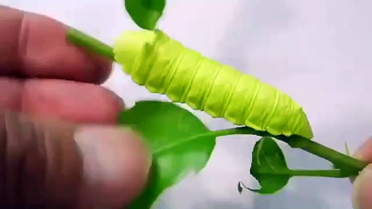 Une chenille adorable pousse des petits cris