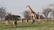Cette girafe courageuse sauve son petit de lions affamés