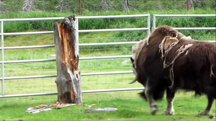 Un bison en colère ça donne ça... puissant