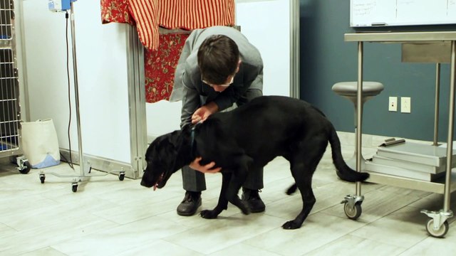 Client Testimonial: Anne D. | Desert Paws Mobile Veterinary Care in Tucson