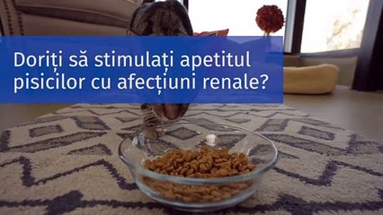 K/d pisici - Supervet Clinica veterinara non stop Bucuresti (partener Hills)