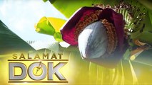 Dr. Jaime Galvez Tan shares the different medical uses of banana leaf | Salamat Dok