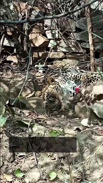 शिकार की तलाश में निकला तेंदुआ, तार फेंसिंग में उलझा