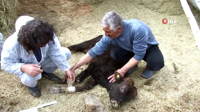 Veteriner hekimler, yaralı hayvanlar için seferber oldu