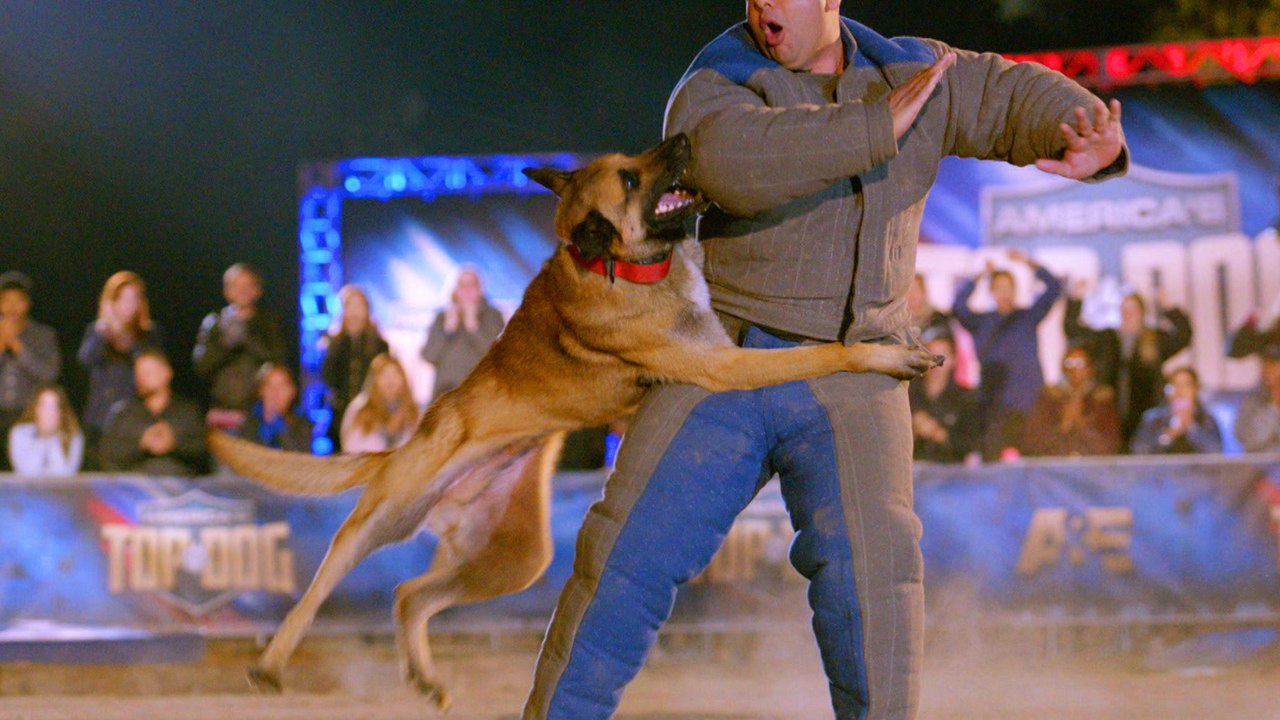 America's Top Dog K9 Kai Beats Record for FASTEST Run Against Live PD K9 Hunter video Dailymotion