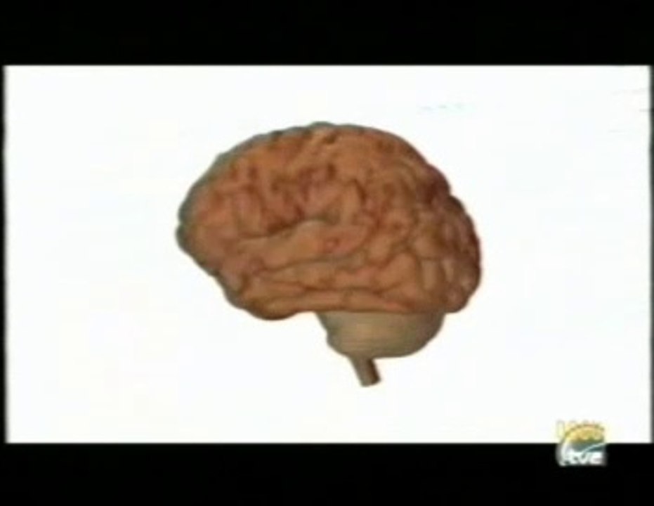 Cerebro: Evolucion filogenetica