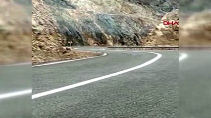 Erzurum boz ayı, yavrularıyla karayoluna indi