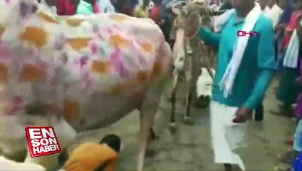 Şans getirmesi için kendilerini ineklere ezdirdiler
