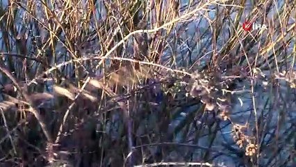 Sığınmacı grup Yunanistan'a alınmayınca yüzerek Türkiye'ye döndü