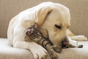 Plutôt chiens ou chats ? Votre réponse en dit long sur vous