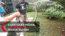 Ini Dia Penampakan Ular Piton 4 Meter yang Makan Kucing Mahal di Rumah Warga