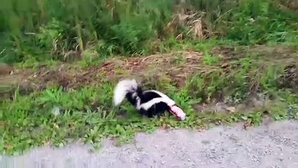 bravest thing i have ever done Funny Video