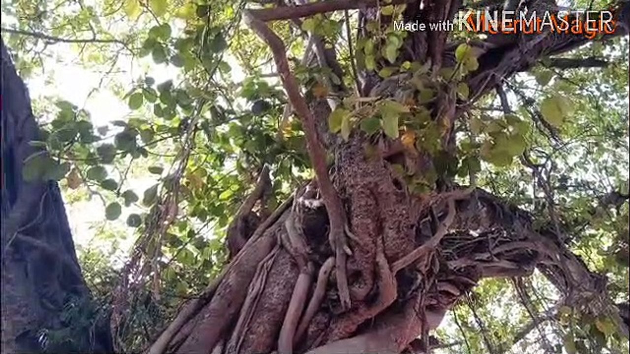 पडेशवर  मनदिर हसतिनपुर  meerut