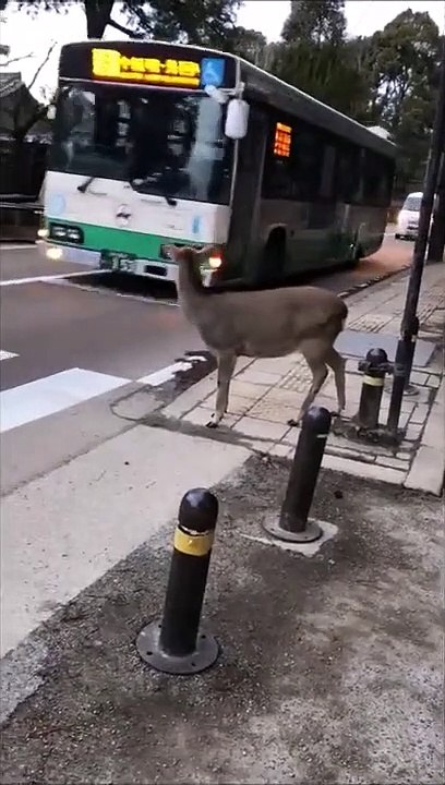 Ce faon attend le feu rouge pour traverser la route au Japon !