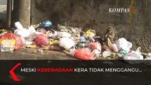 Viral! Fenomena Ratusan Kera Masuki Rumah Warga di Lampung