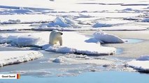 Polar Bears In Arctic Are Eating Each Other