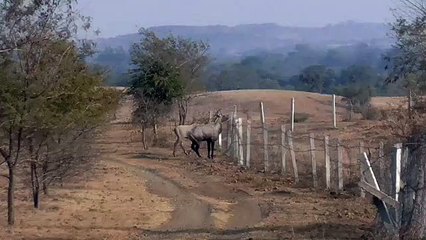 शामगढ़ -वन विभाग द्वारा कवच को तोड़ती नीलगाय