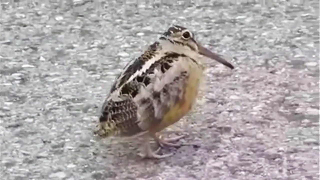 Learning Yasini Hareef Dance -  With Seabird  - Dancing Methods
