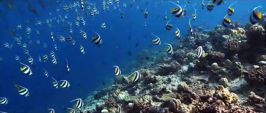 Maldives-Memories-at-Four-Seasons-Maldives-Islands-and-Resorts