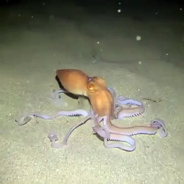 Technique de camouflage d'une pieuvre... Impressionnant