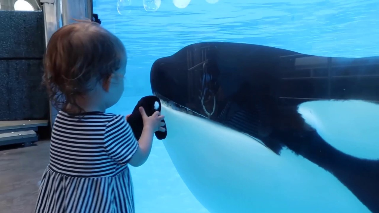 Cette fillette présente son orque en peluche à un orque, un vrai...