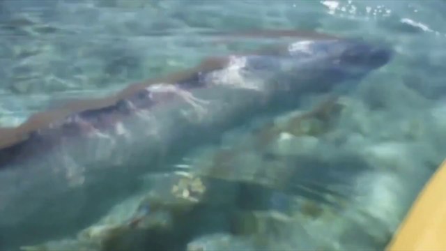 Il filme un impressionnant poisson turban de 6m au Mexique