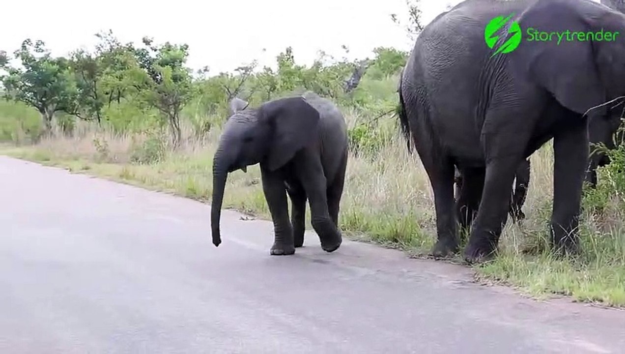 Cet éléphanteau découvre qu'il a une trompe et c'est trop drôle