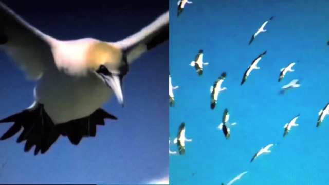 DES DAUPHINS DANS L'ESTUAIRE. LE HAVRE HONFLEUR 2032