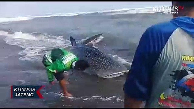 Hiu Paus Terdampar di Pantai Selatan