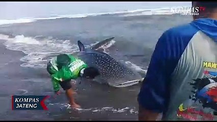 Hiu Paus Terdampar di Pantai Selatan